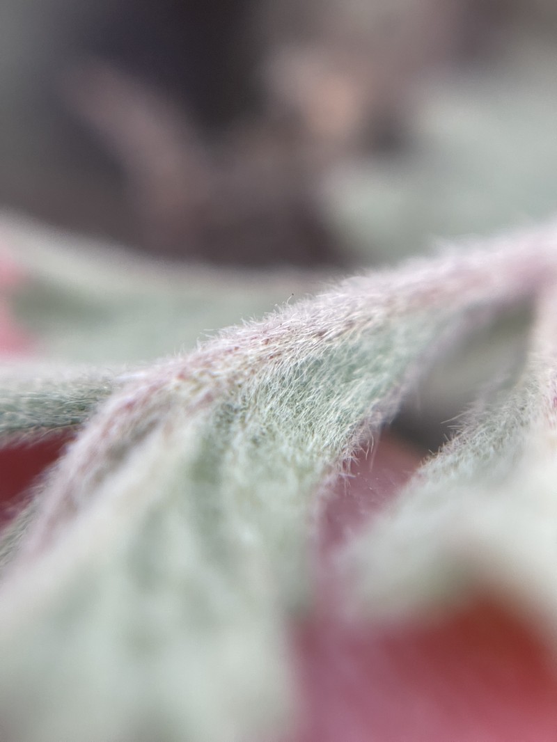 Potentilla lindleyi var. sericea photo 5