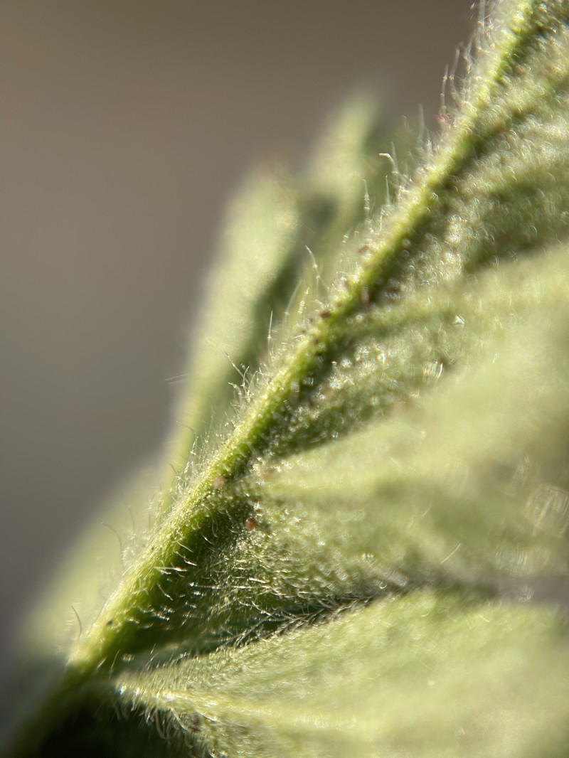 Potentilla lindleyi var. sericea photo 6