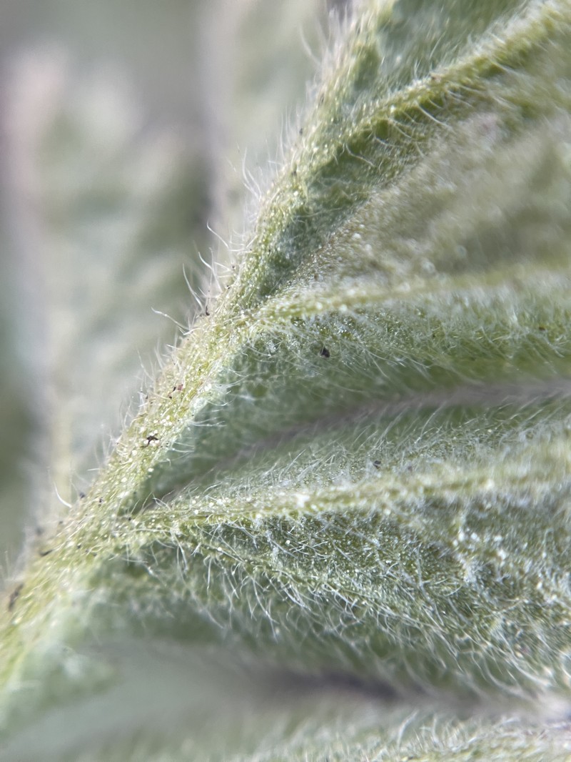 Potentilla lindleyi var. sericea photo 7