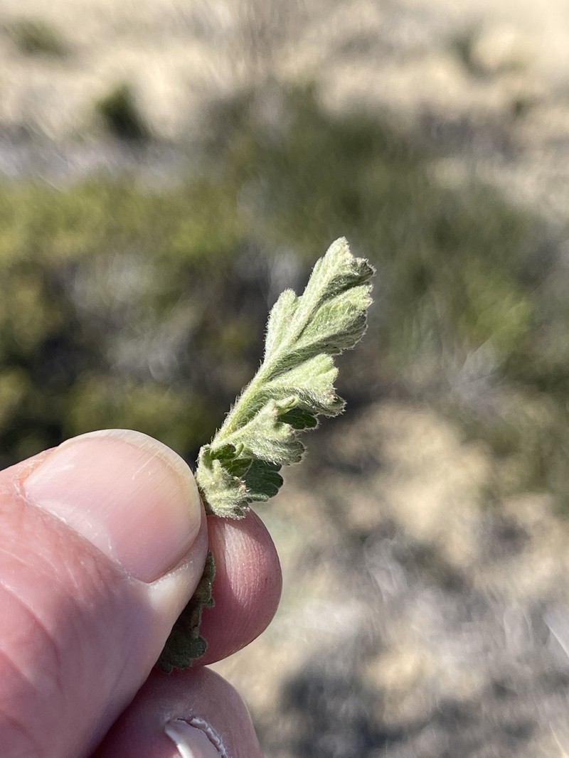 Potentilla lindleyi var. sericea photo 8