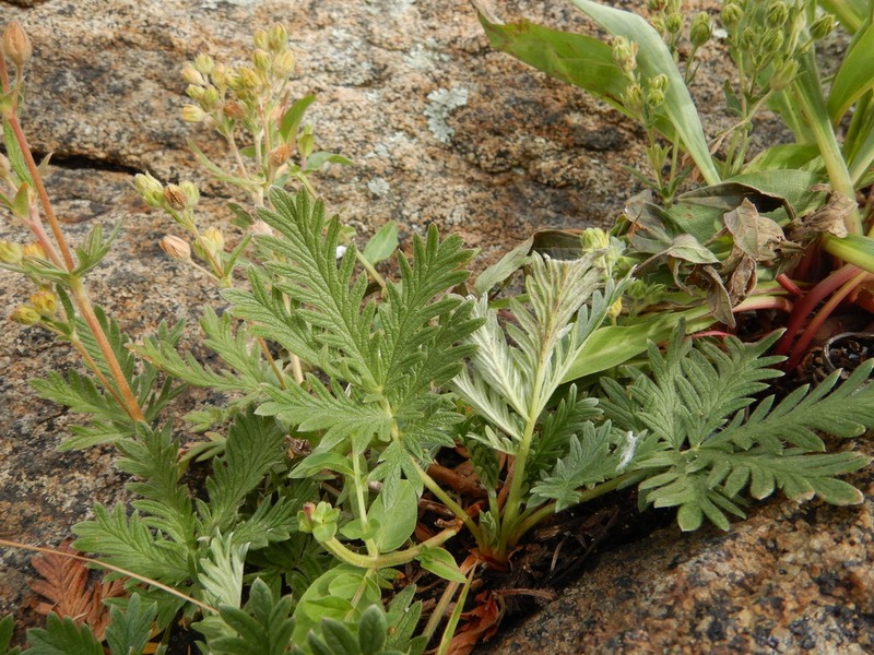 Potentilla litoralis