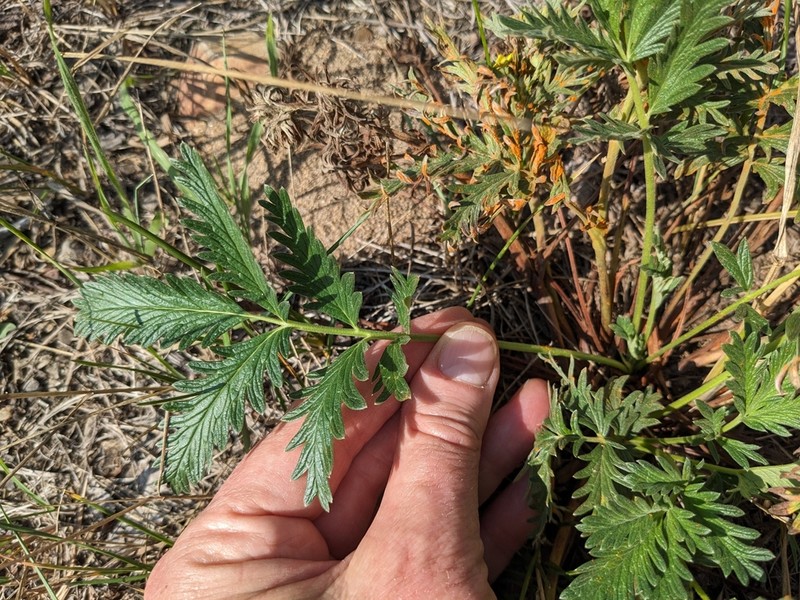 Potentilla litoralis photo 2