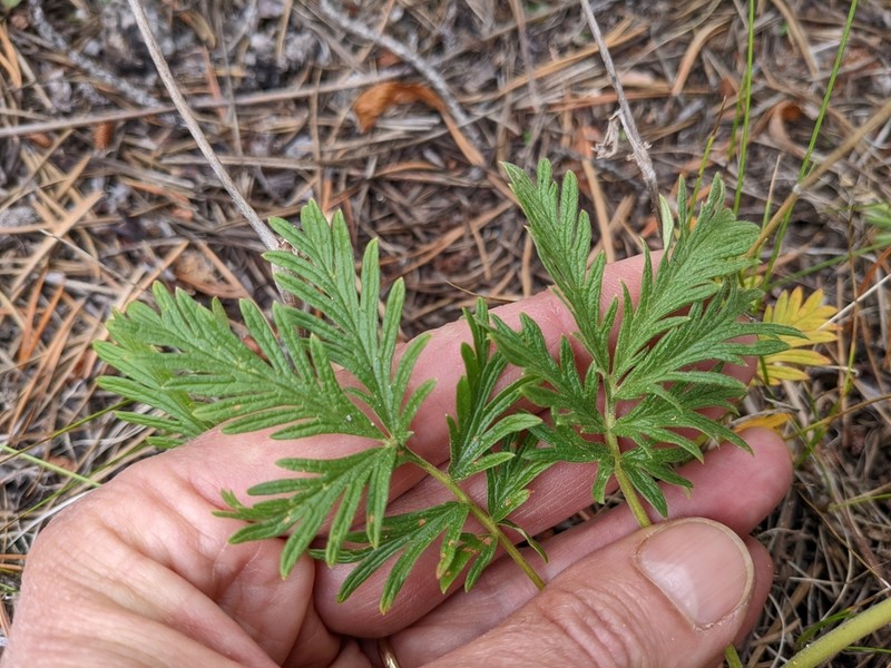 Potentilla litoralis photo 3
