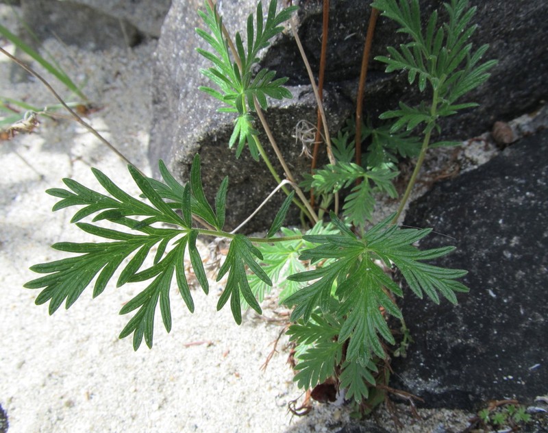 Potentilla litoralis photo 4