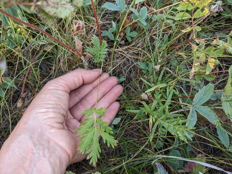 Potentilla litoralis photo 5