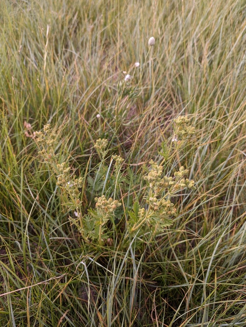 Potentilla litoralis photo 6