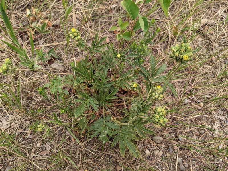 Potentilla litoralis photo 7