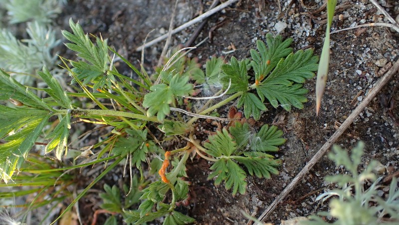 Potentilla litoralis photo 8