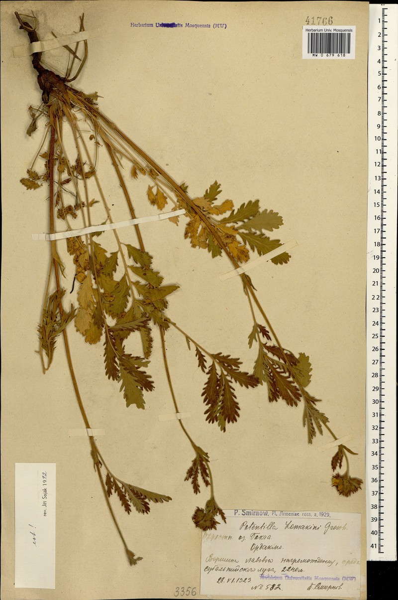 Potentilla lomakinii