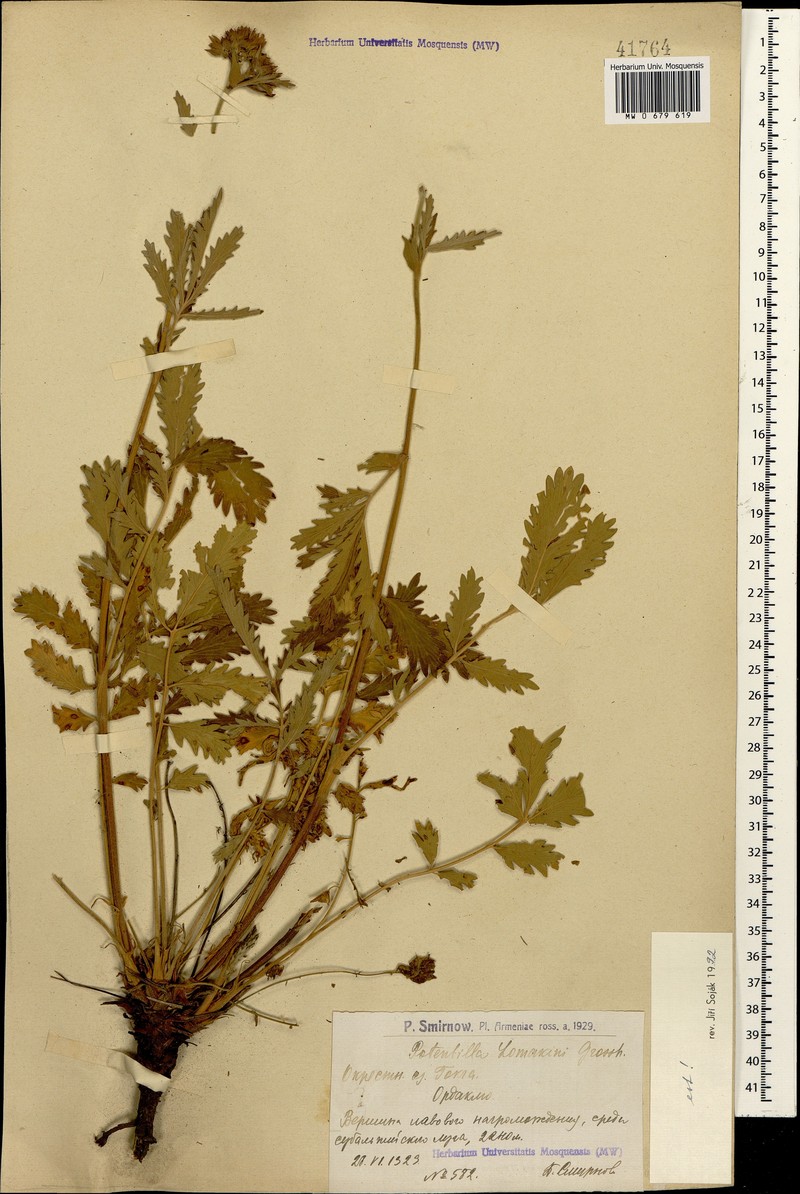 Potentilla lomakinii photo 2