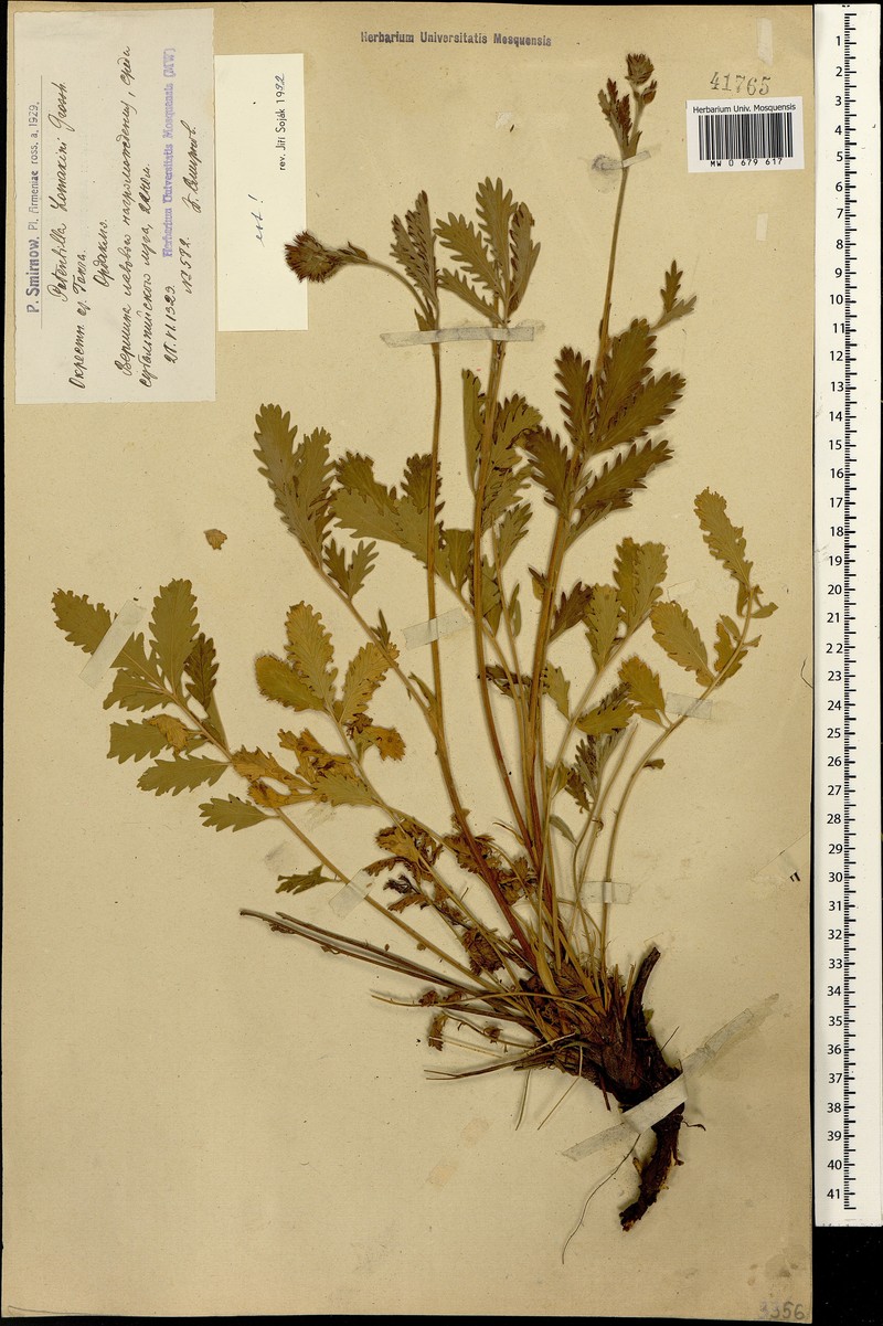 Potentilla lomakinii photo 3