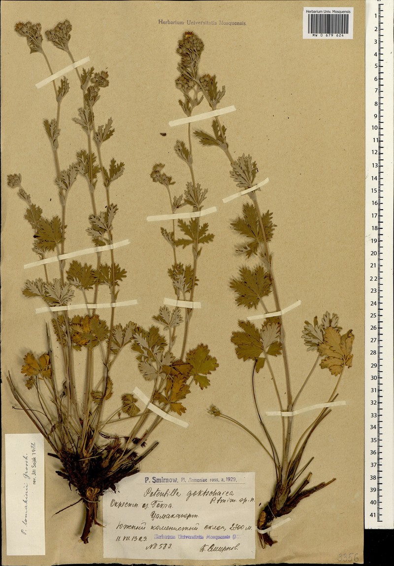 Potentilla lomakinii photo 4