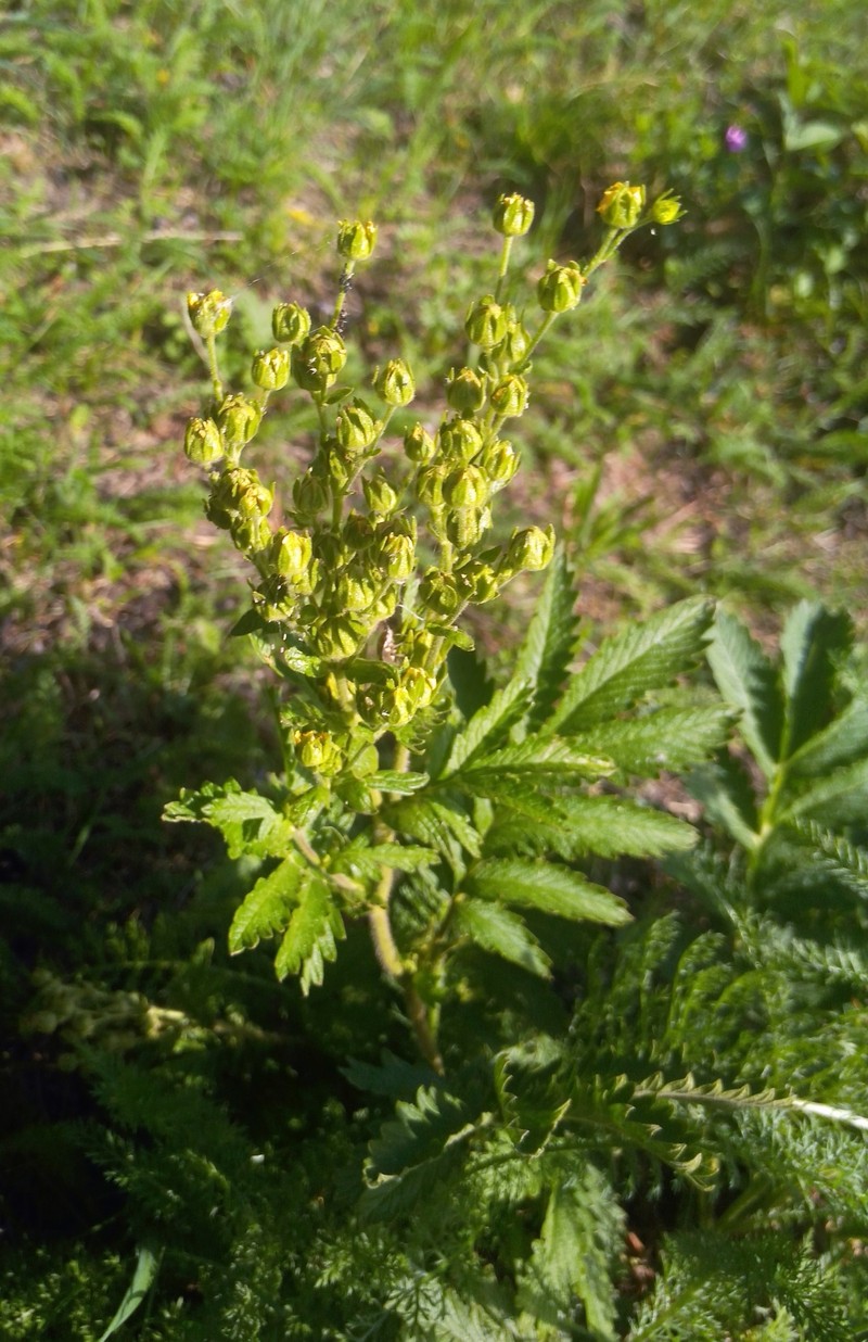Potentilla longifolia