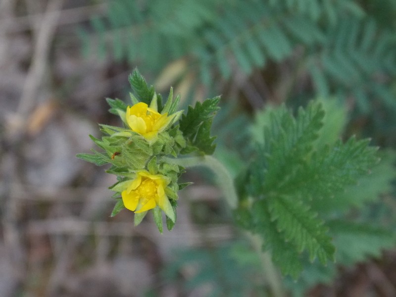 Potentilla longifolia photo 2