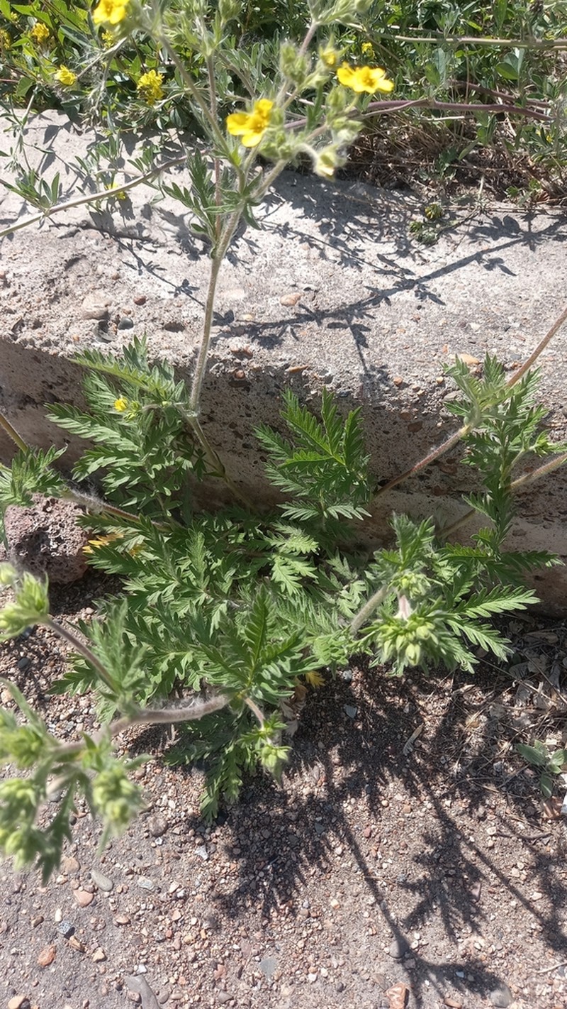 Potentilla longifolia photo 3