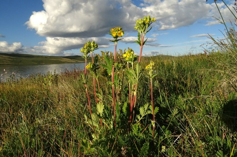 Potentilla longifolia photo 4