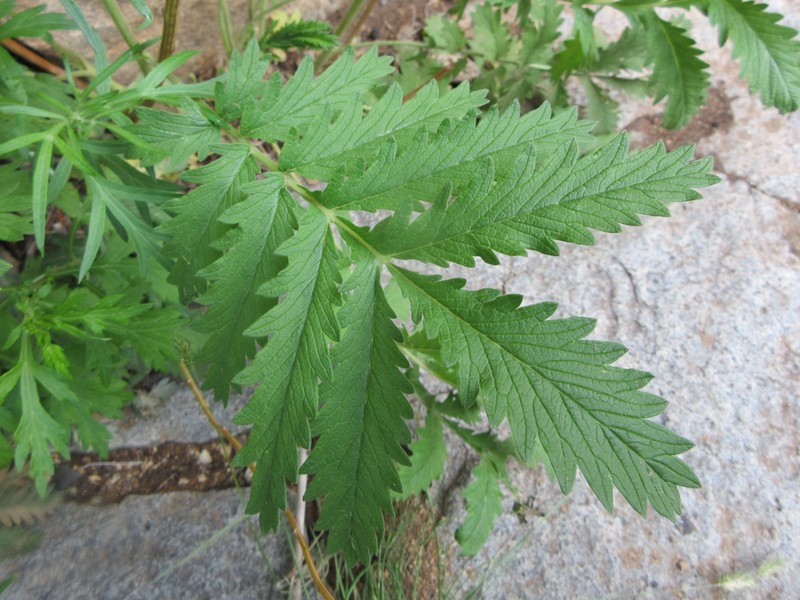 Potentilla longifolia photo 5