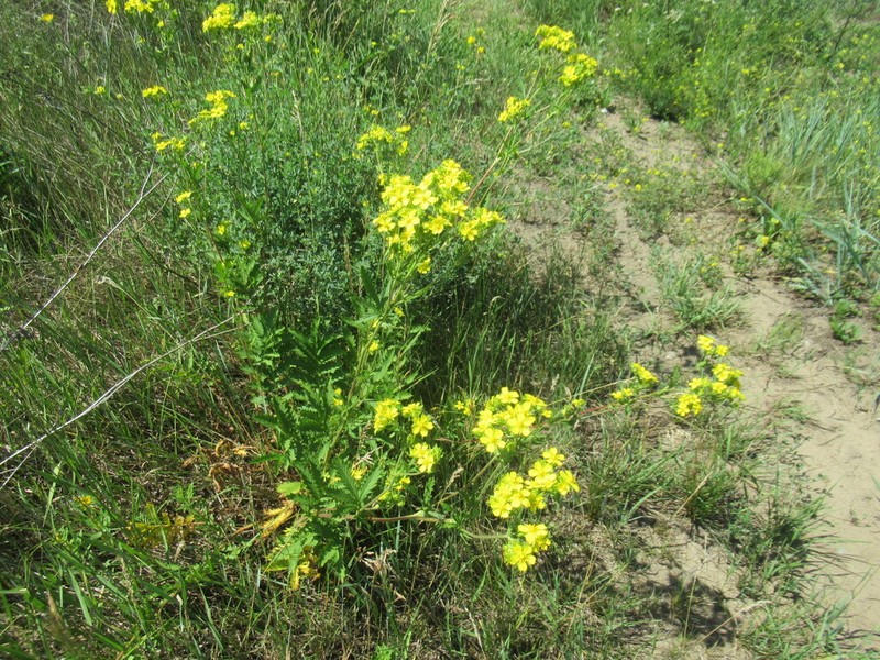 Potentilla longifolia photo 6