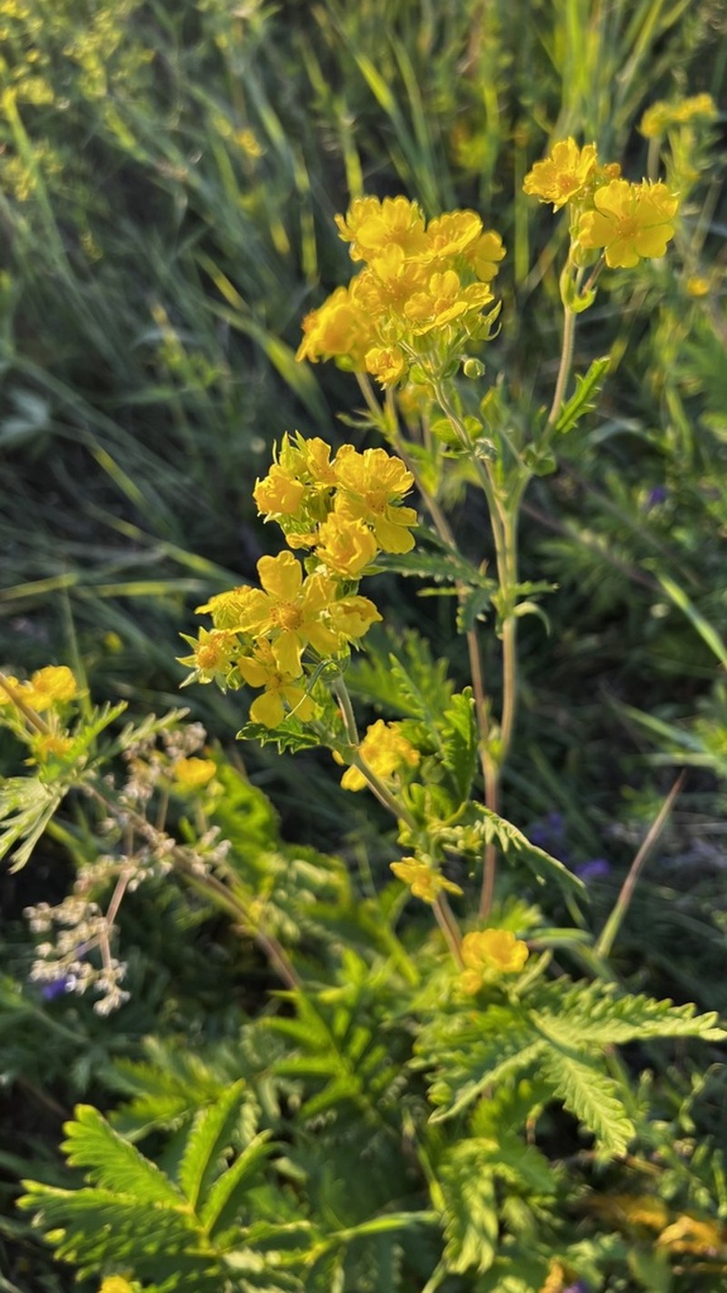 Potentilla longifolia photo 7