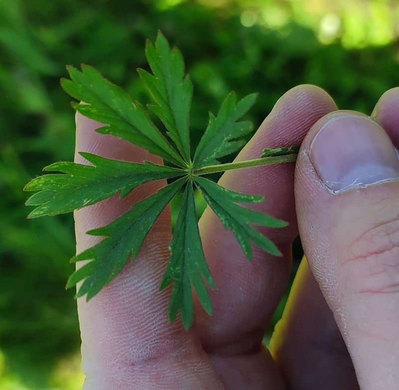 Potentilla longipes