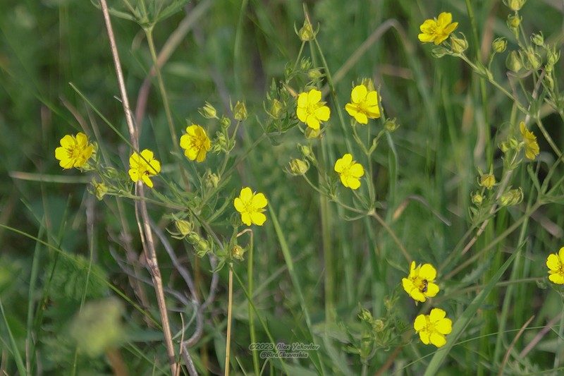Potentilla longipes photo 2