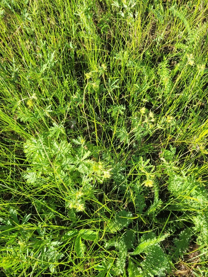 Potentilla longipes photo 3