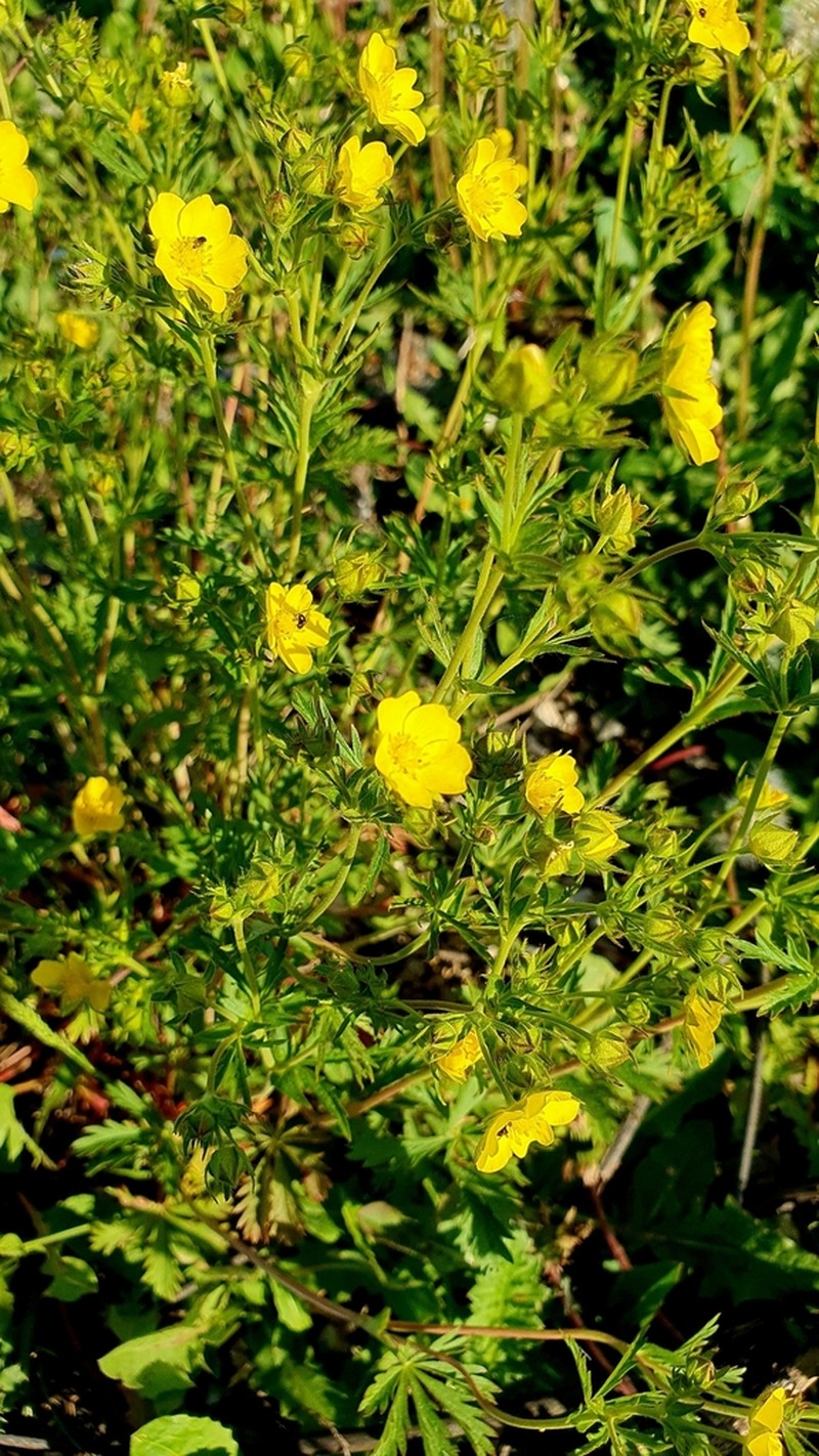 Potentilla longipes photo 5