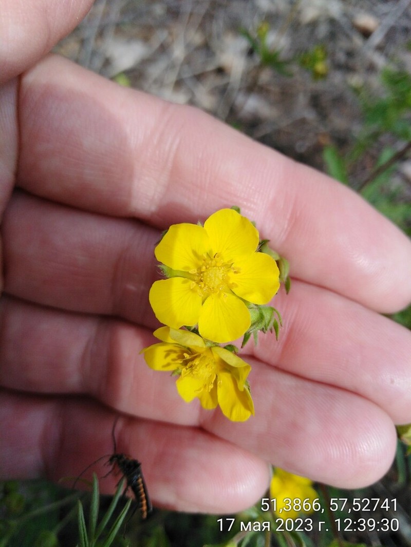 Potentilla longipes photo 6