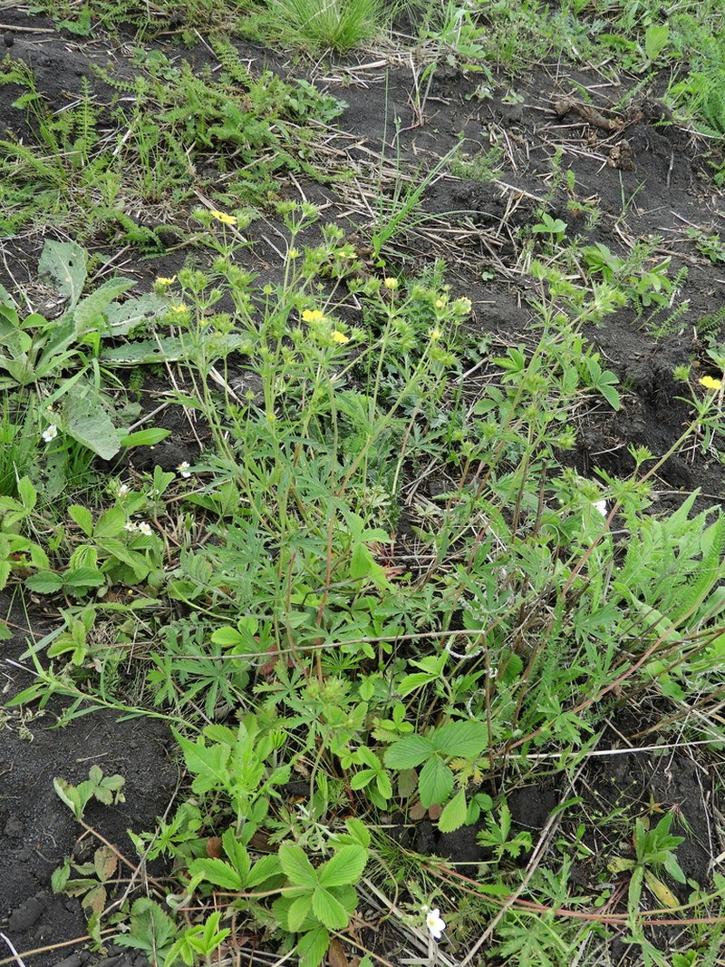 Potentilla longipes photo 7