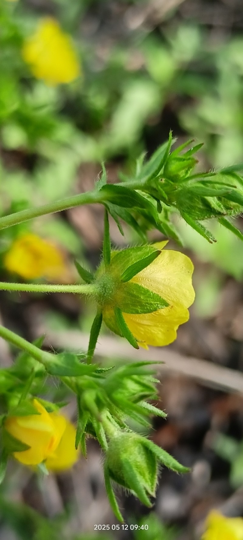 Potentilla longipes photo 8
