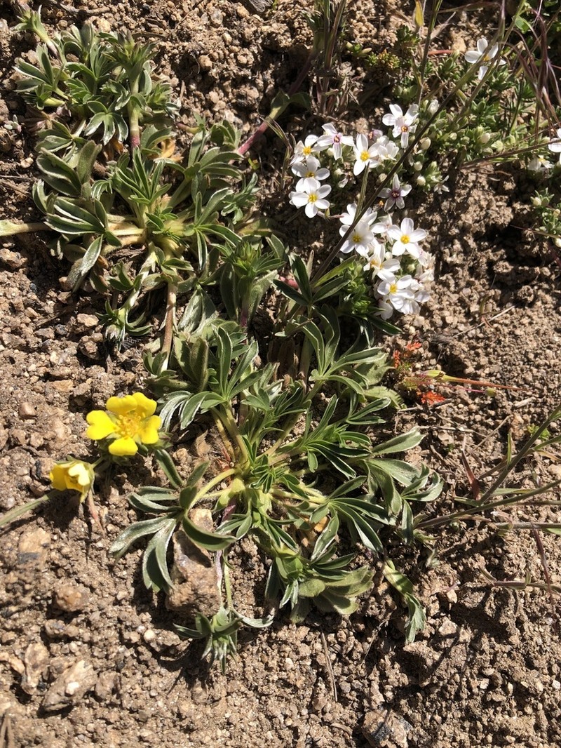 Potentilla luteosericea