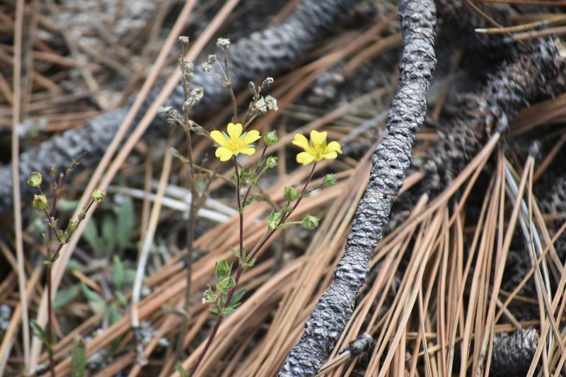 Potentilla luteosericea photo 2
