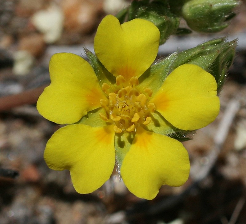 Potentilla luteosericea photo 3