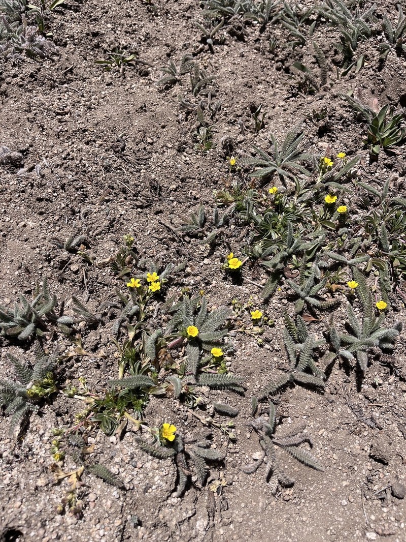 Potentilla luteosericea photo 4