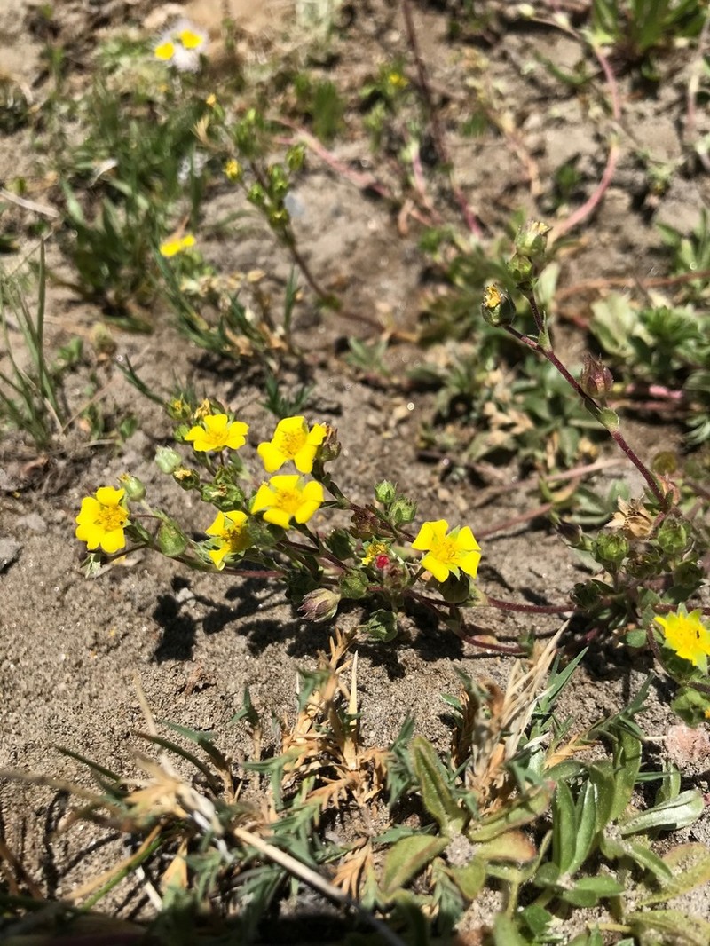 Potentilla luteosericea photo 5