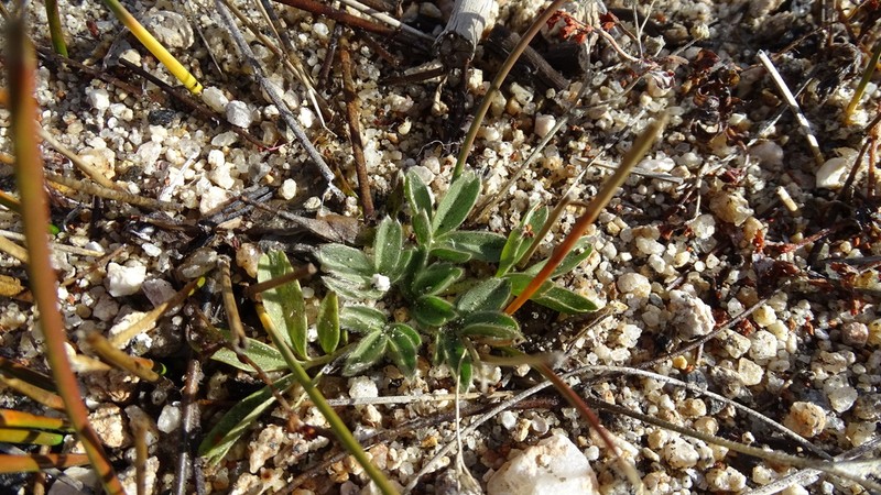 Potentilla luteosericea photo 7