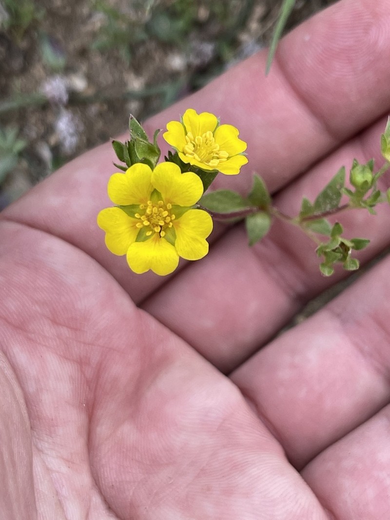 Potentilla luteosericea photo 8