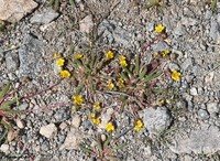 Clubmoss Mousetail