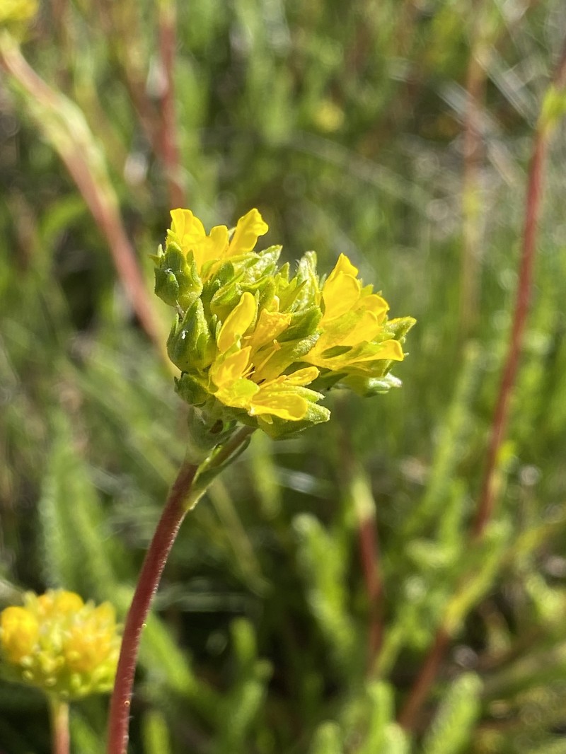 Clubmoss Mousetail photo 2
