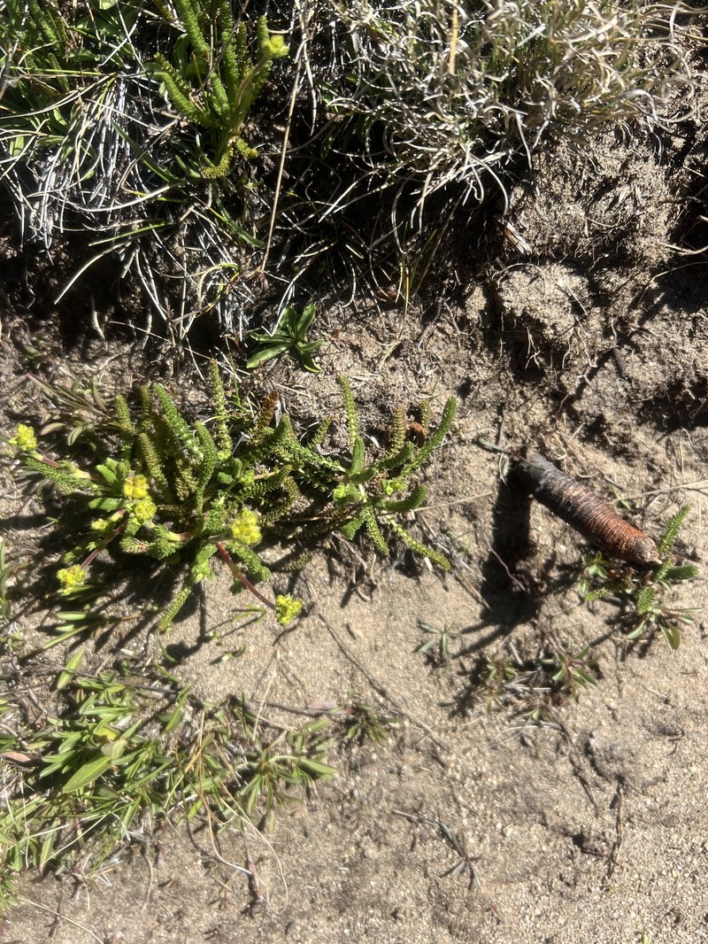 Clubmoss Mousetail photo 4