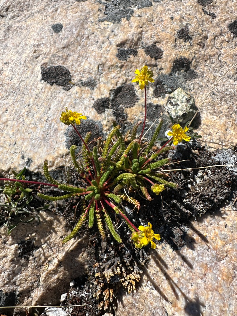 Clubmoss Mousetail photo 5