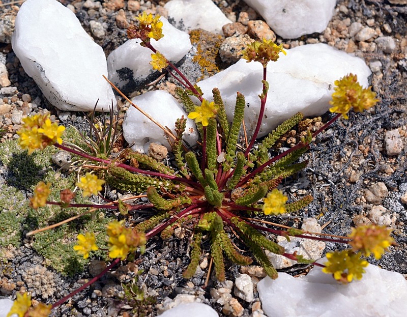 Clubmoss Mousetail photo 7