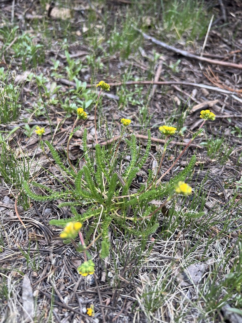 Clubmoss Mousetail photo 8