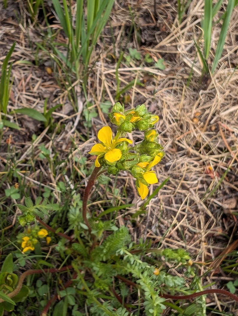 Potentilla lycopodioides var. megalopetala photo 3