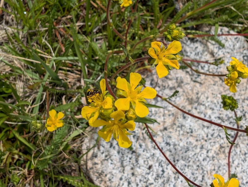 Potentilla lycopodioides var. megalopetala photo 4