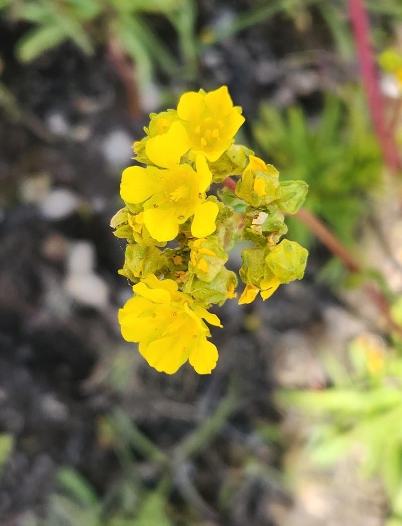 Potentilla lycopodioides var. megalopetala photo 5