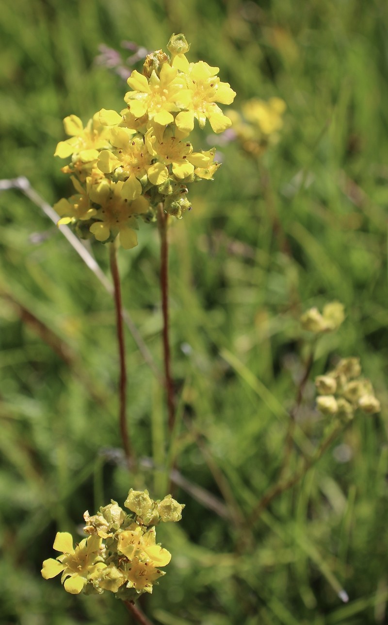 Potentilla lycopodioides var. megalopetala photo 6
