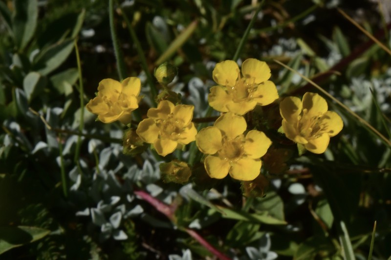 Potentilla lycopodioides var. megalopetala photo 7
