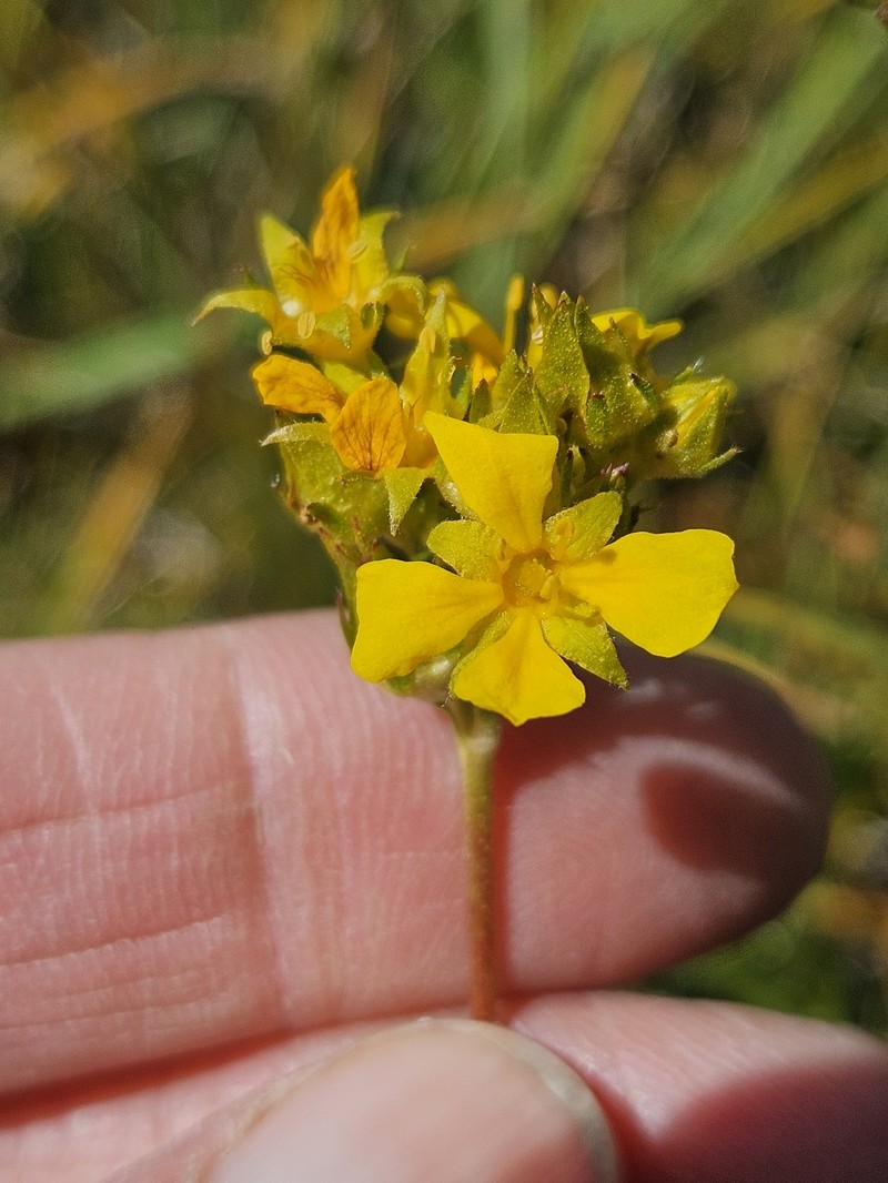 Potentilla lycopodioides var. megalopetala photo 8