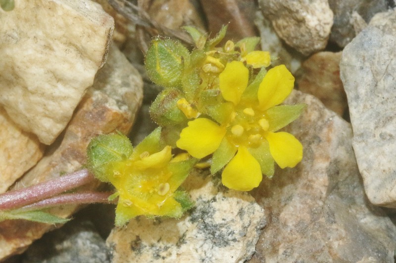 Potentilla lycopodioides var. scandularis photo 2